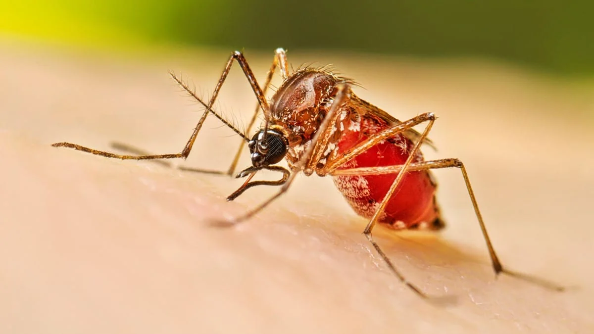 ফরিদপুরে ডেঙ্গুতে আক্রান্ত ৫৮ জন